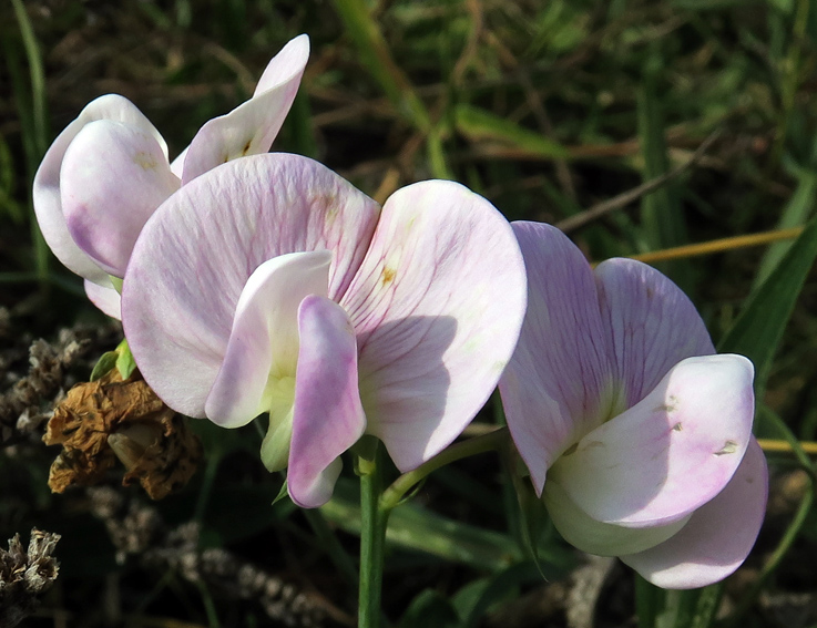 Lathyrus13