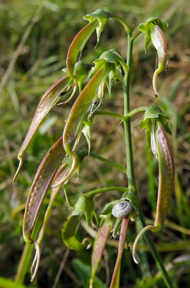 Lathyrus14g