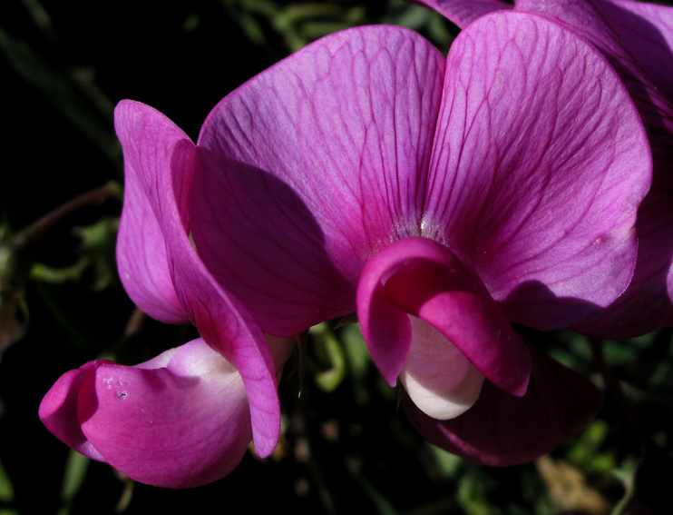 Lathyrus14