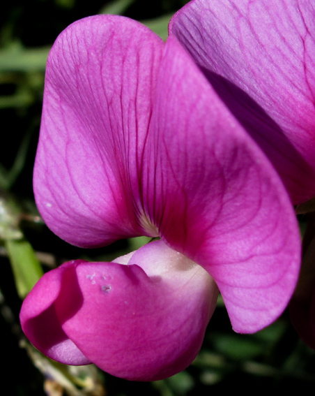 Lathyrus14a