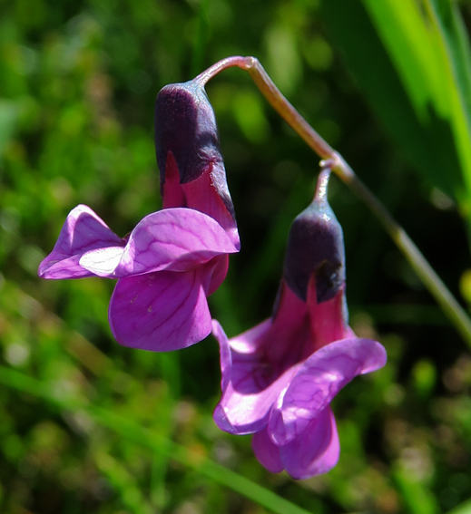 Lathyrus31a