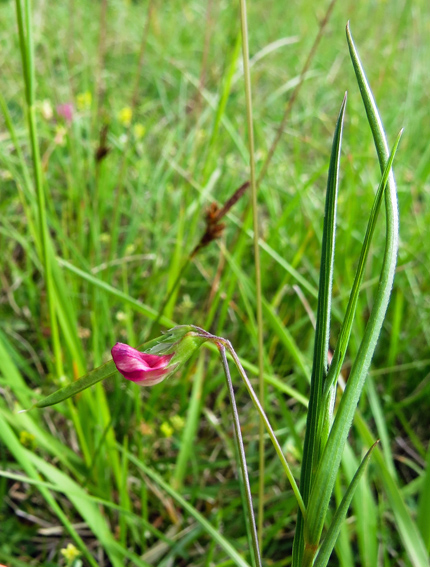 Lathyrus10a