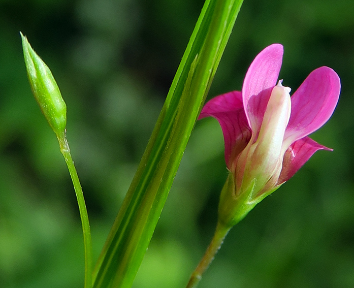 Lathyrus9