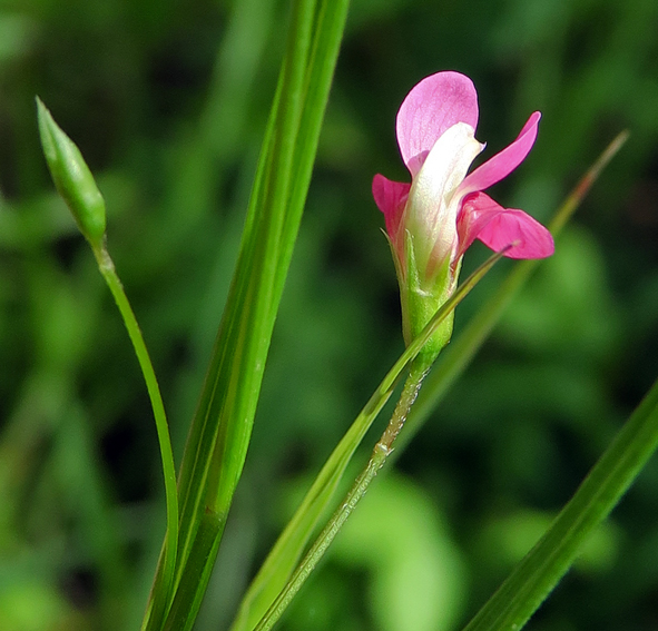 Lathyrus10b