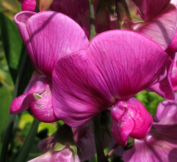 Lathyrus37