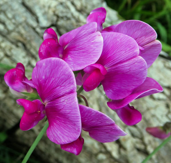 Lathyrus39