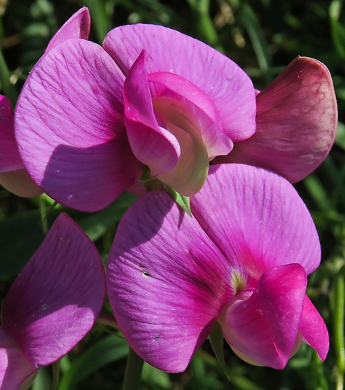 Lathyrus38