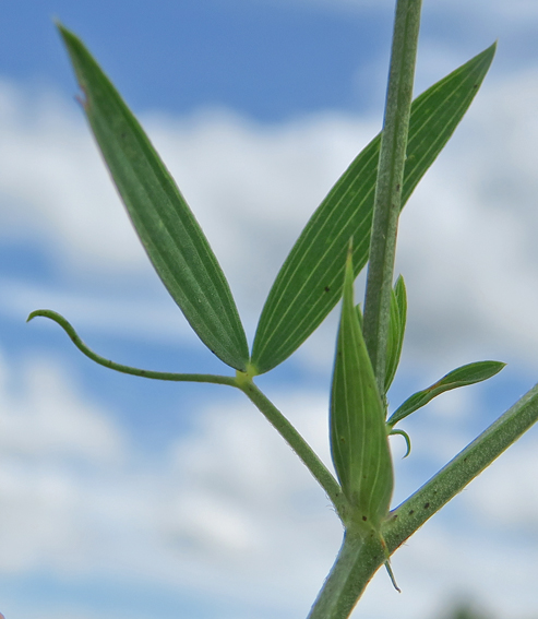 Lathyrus4