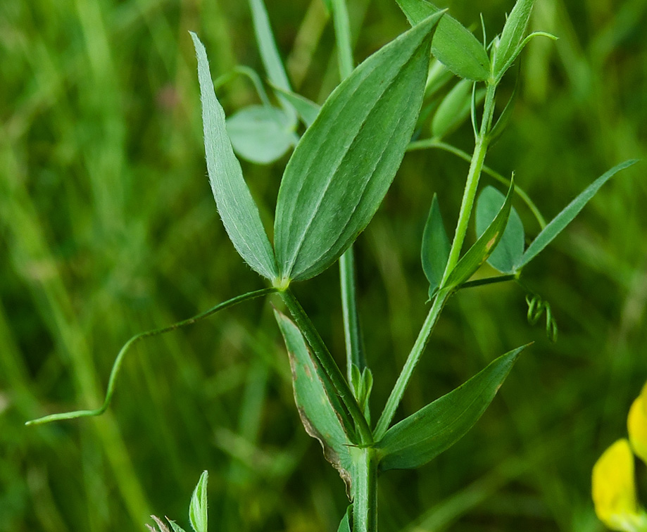 Lathyrus6d