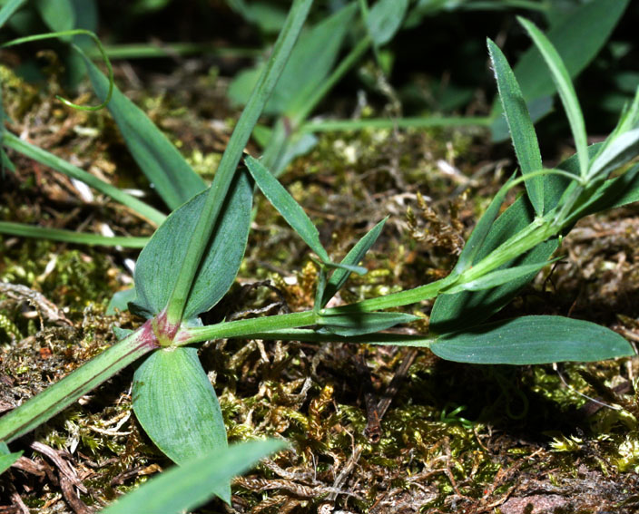 Lathyrus25