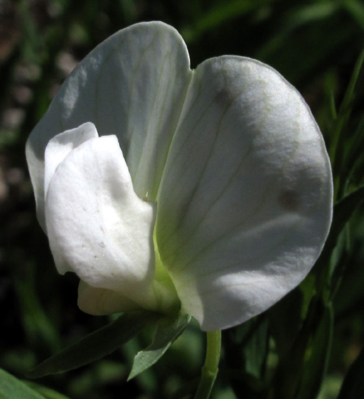 Lathyrus34