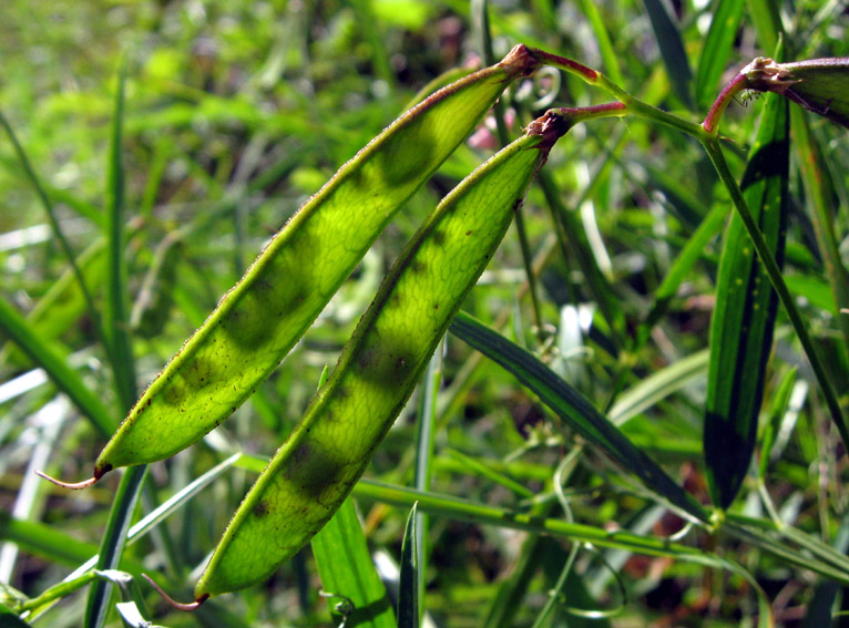 Lathyrus19