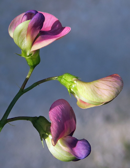 Lathyrus18f