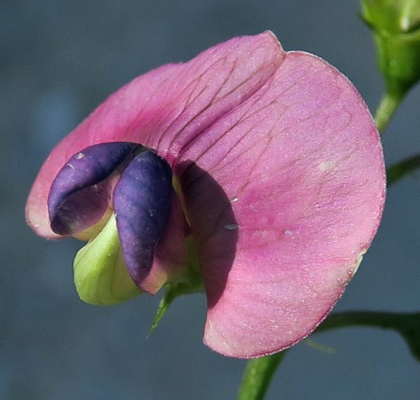 Lathyrus18g