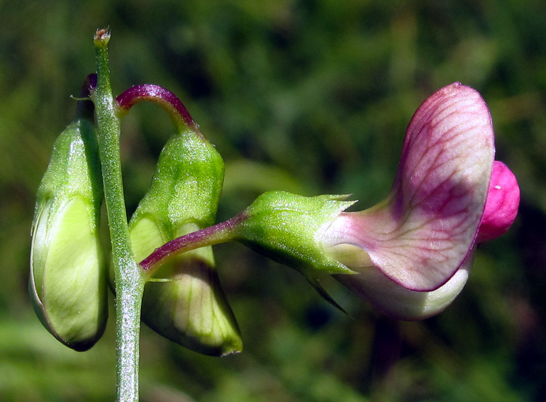 Lathyrus18c