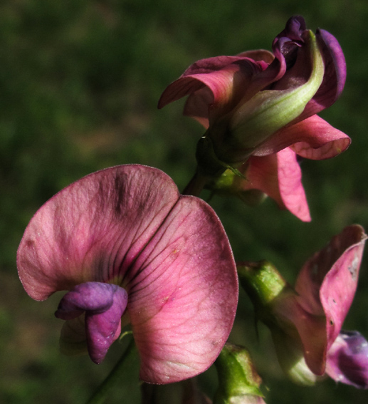 Lathyrus18a