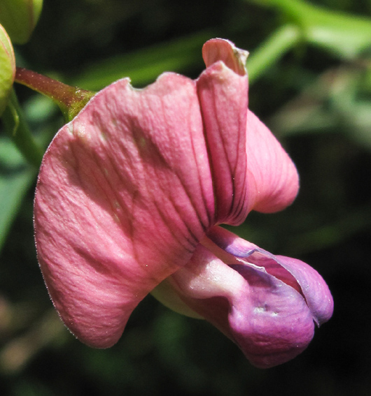 Lathyrus18b