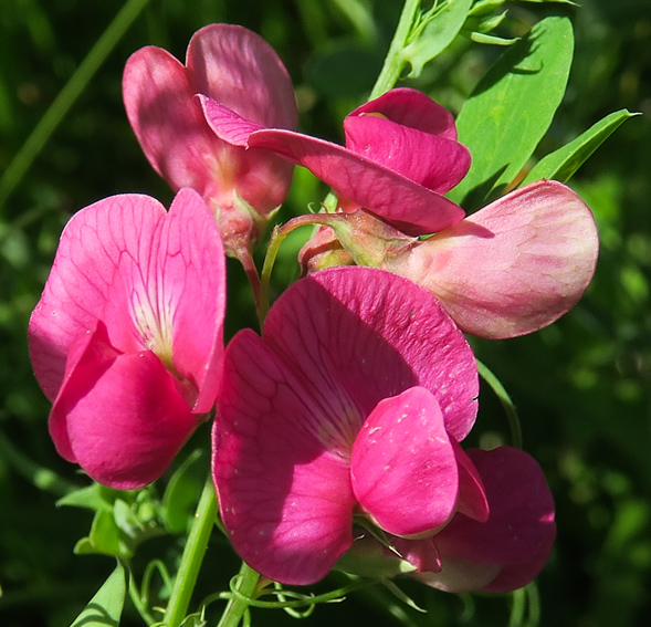 Lathyrus12e