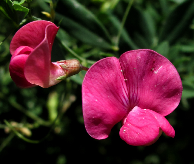 Lathyrus12a