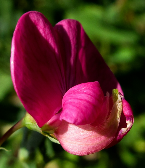 Lathyrus12b