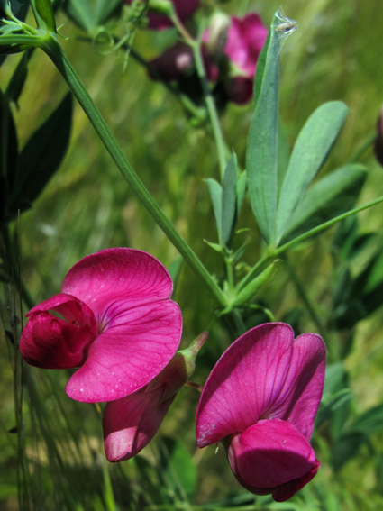 Lathyrus11