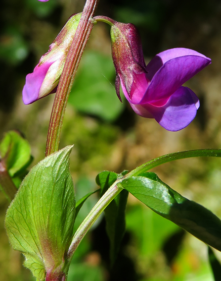 Lathyrus22a