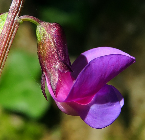 Lathyrus22c