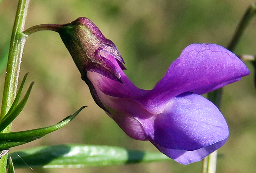 Lathyrus21b