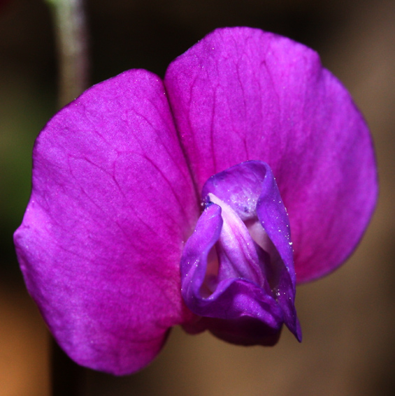 Lathyrus21a