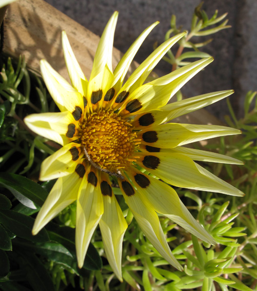 Gazania3