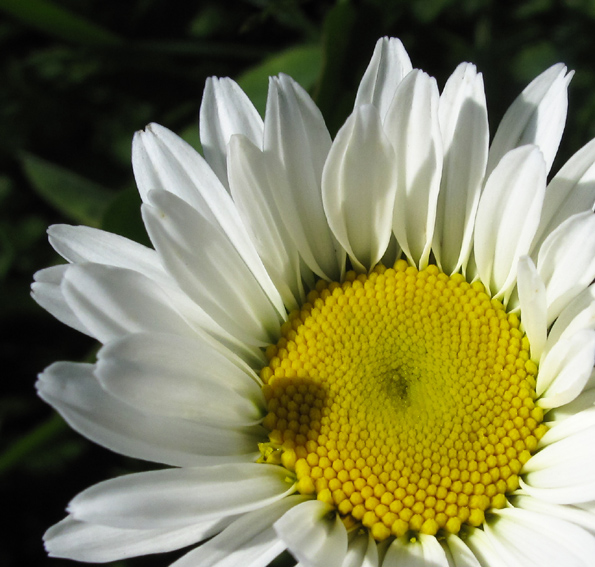 Leucanthemum1c