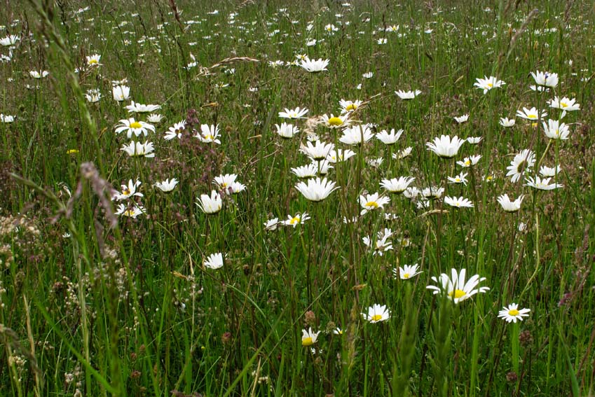 Leucanthemum0