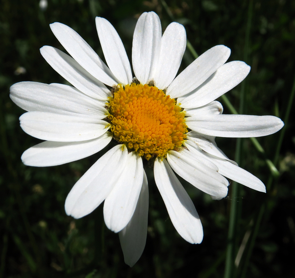 Leucanthemum3b