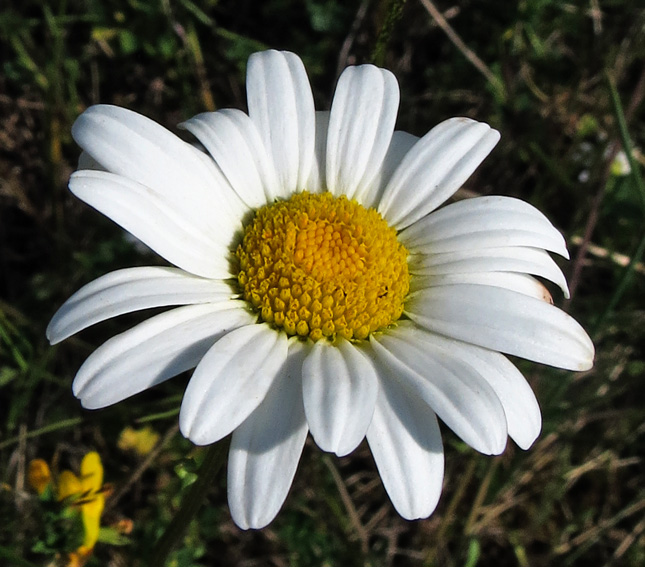 Leucanthemum2a