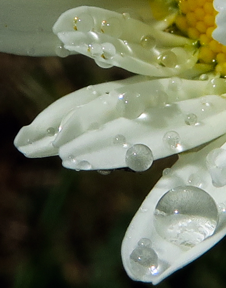 Leucanthemum1b