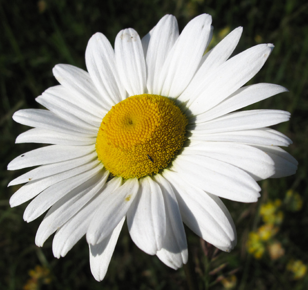 Leucanthemum2