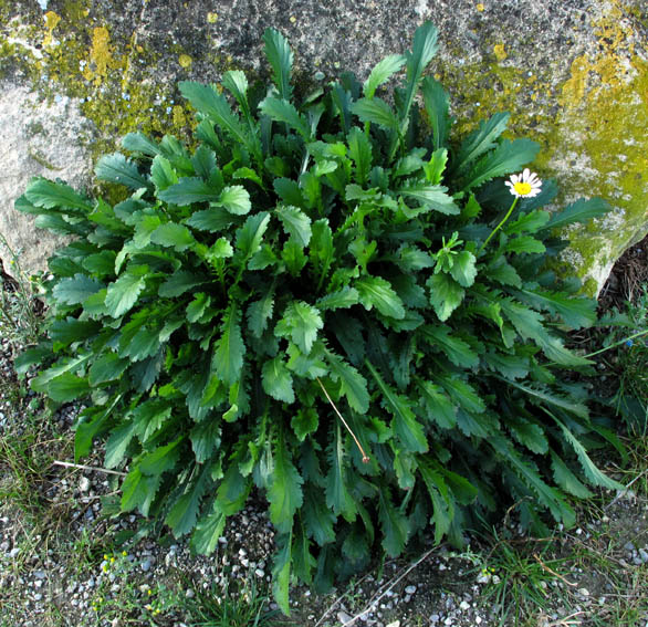 Leucanthemum5