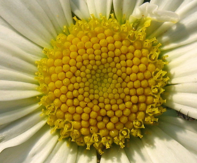 Leucanthemum3