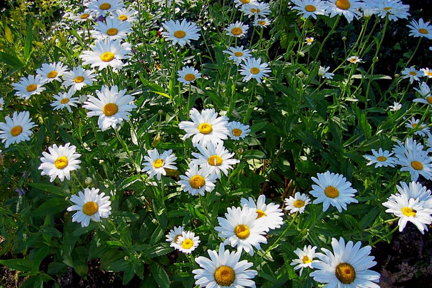 Leucanthemum4