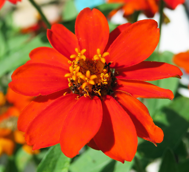 Zinnia2