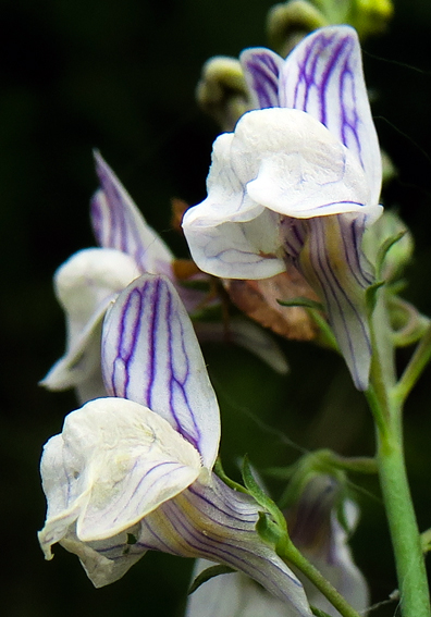 Linaria4a0