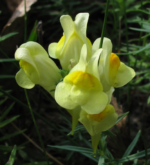 Linaria10