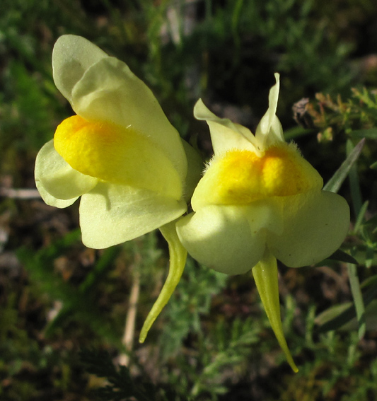 Linaria11