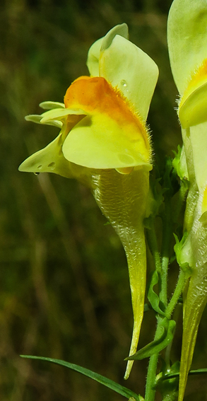 Linaria6c