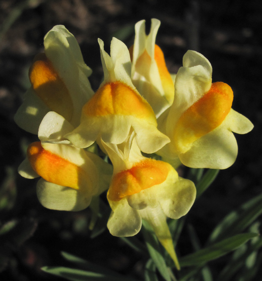 Linaria6a