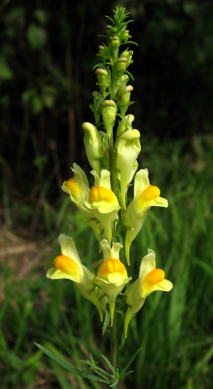 Linaria6