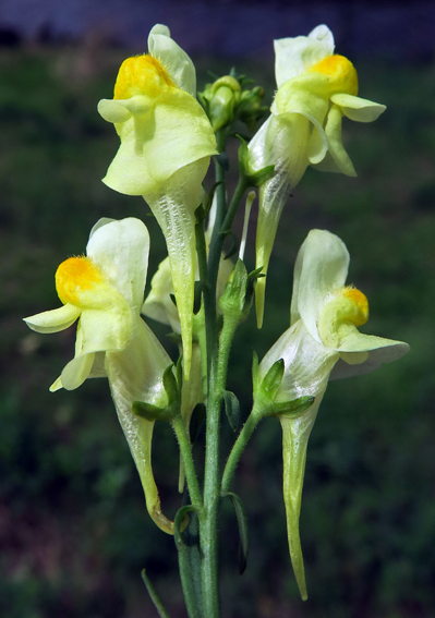 Linaria5a