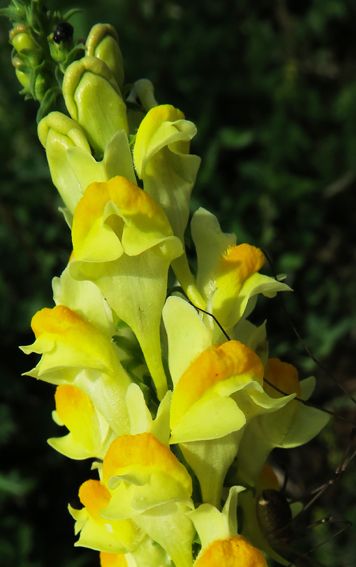 Linaria6b