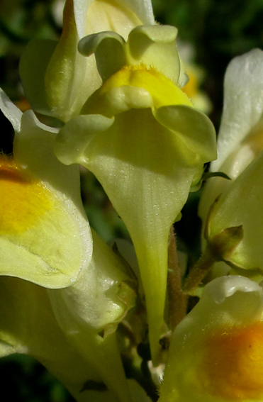 Linaria7