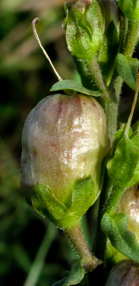 Linaria9